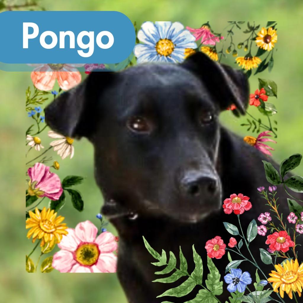 Enlarge Pongo, a Adoptable mixed breed in Lawrenceburg, TN image 1/3