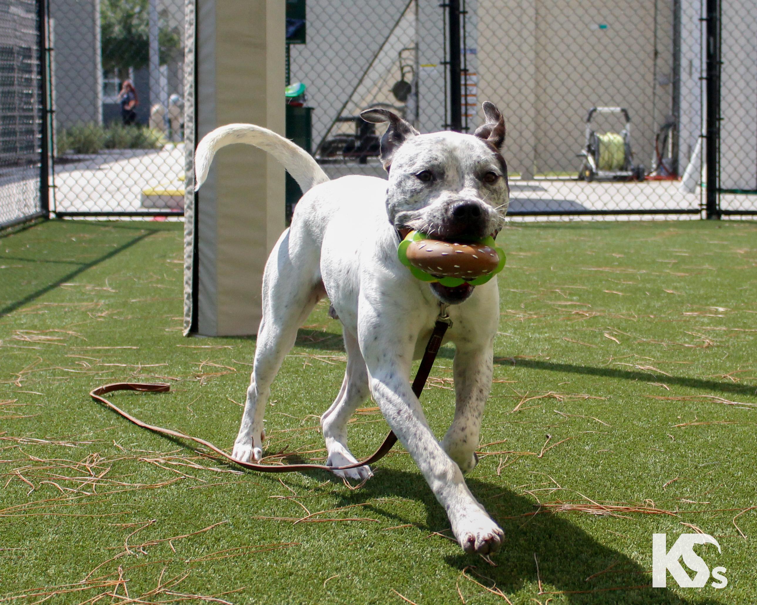 Versace, a Adoptable mixed breed in Ponte Vedra, FL image 4/6