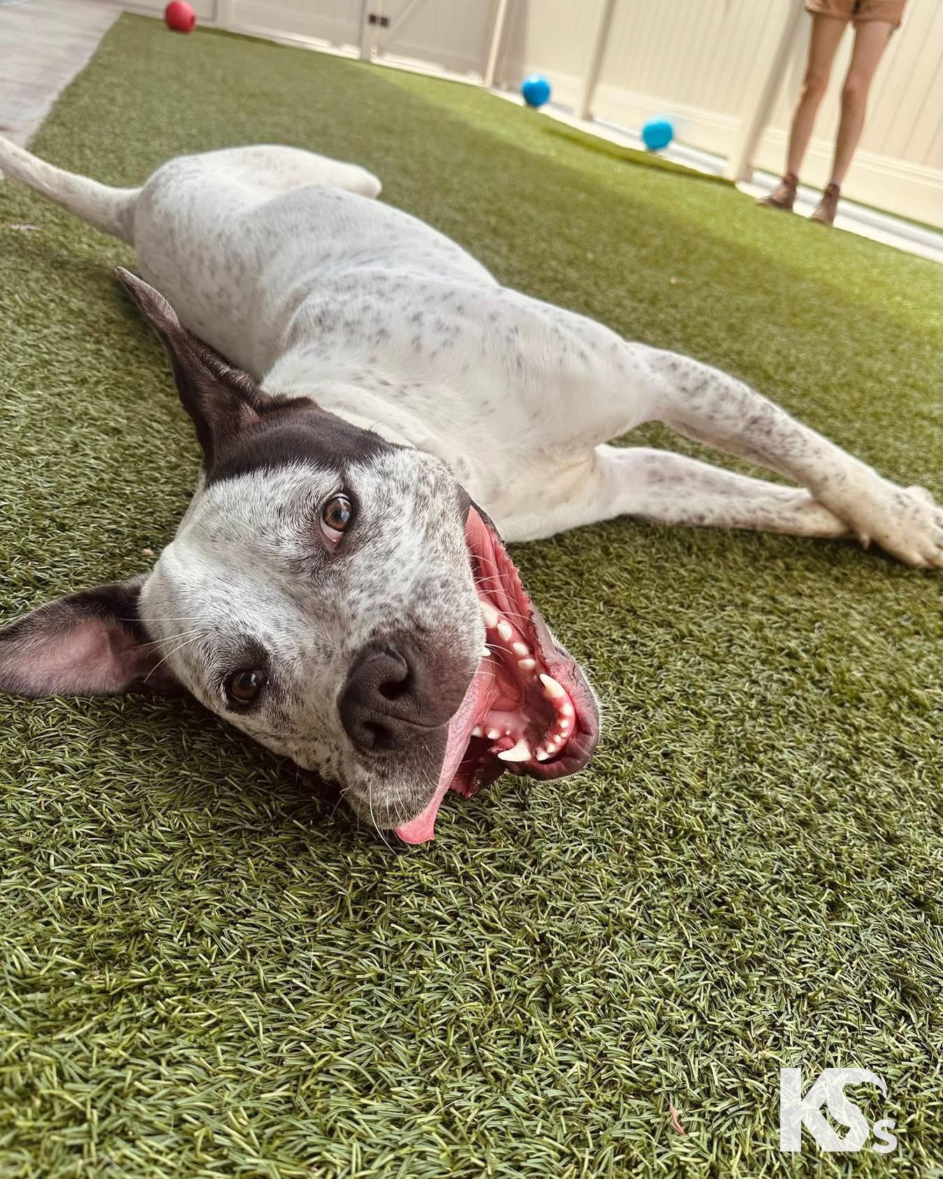 Versace, a Adoptable mixed breed in Ponte Vedra, FL image 6/6