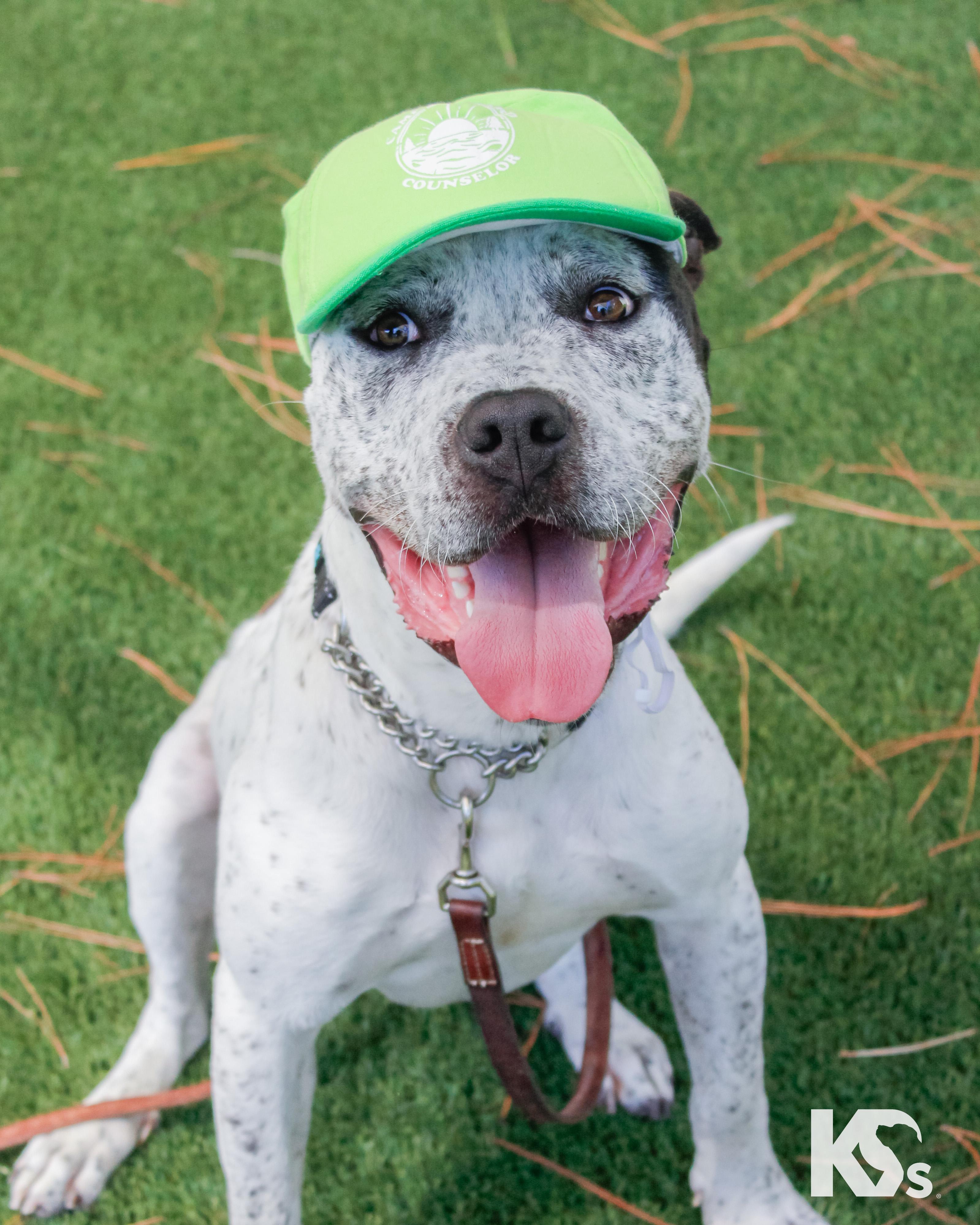 Versace, a Adoptable mixed breed in Ponte Vedra, FL image 5/6