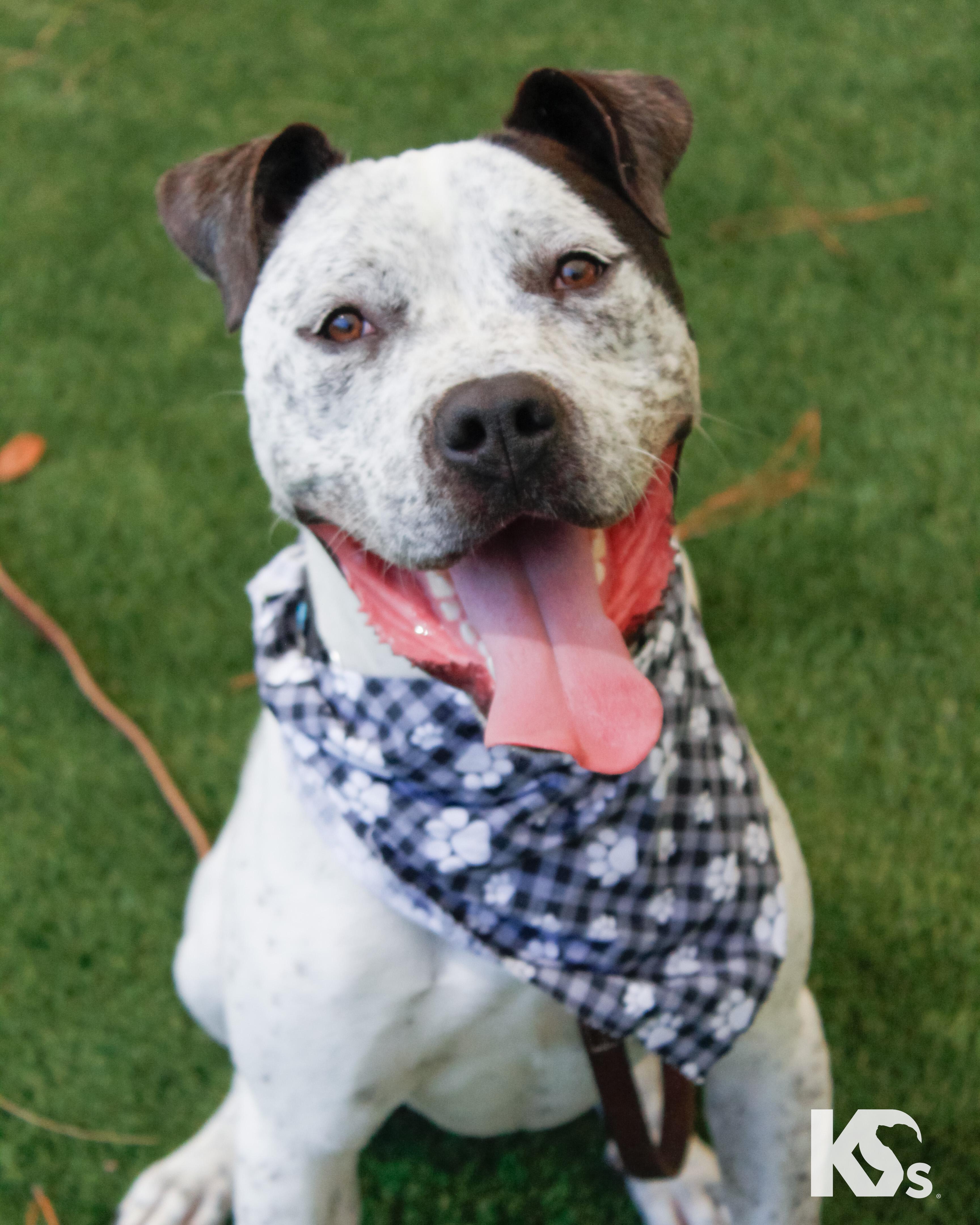 Versace, Adoptable, Young Male Australian Cattle Dog / Blue Heeler & American Staffordshire Terrier.
