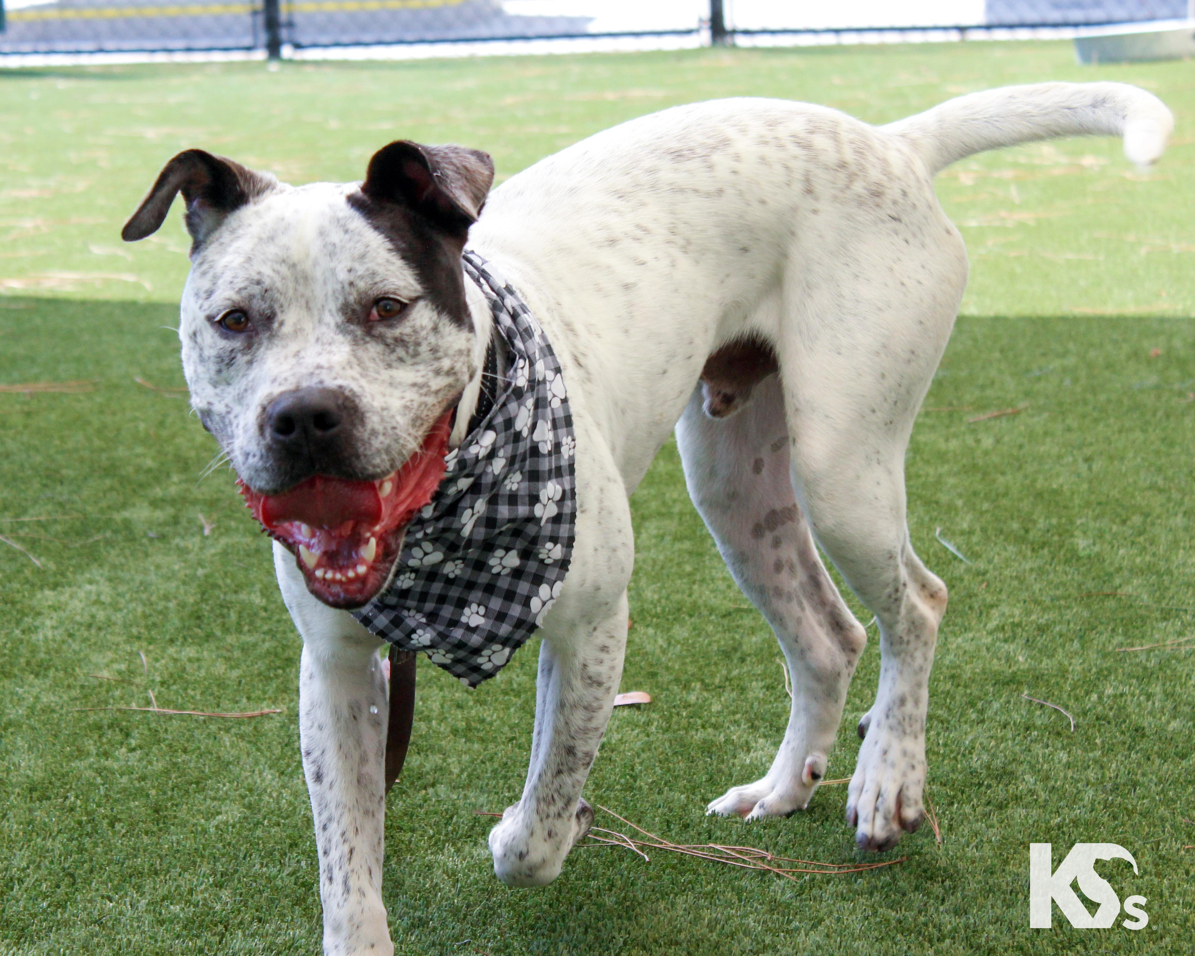Versace, a Adoptable mixed breed in Ponte Vedra, FL image 2/6