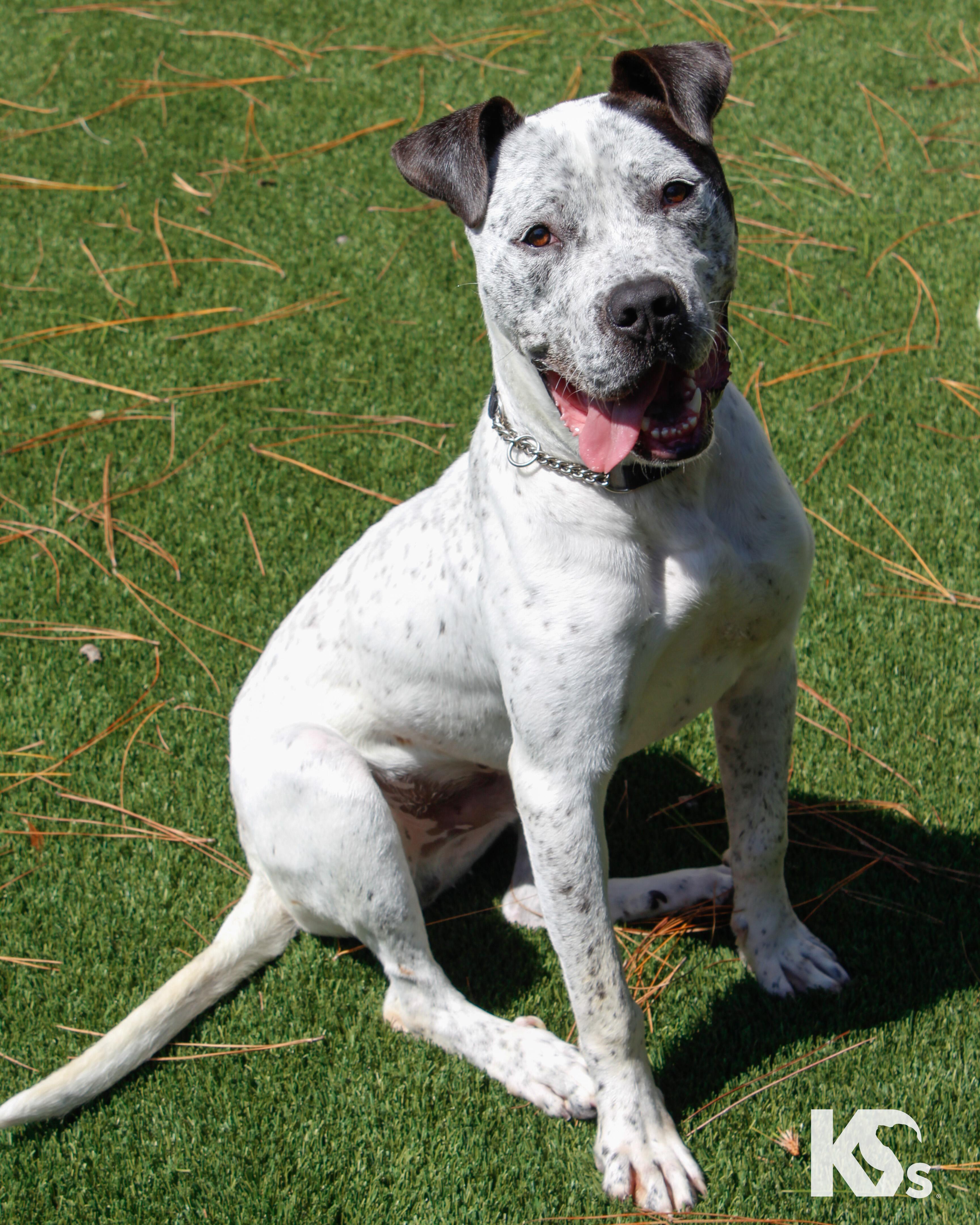 Versace, a Adoptable mixed breed in Ponte Vedra, FL image 3/6