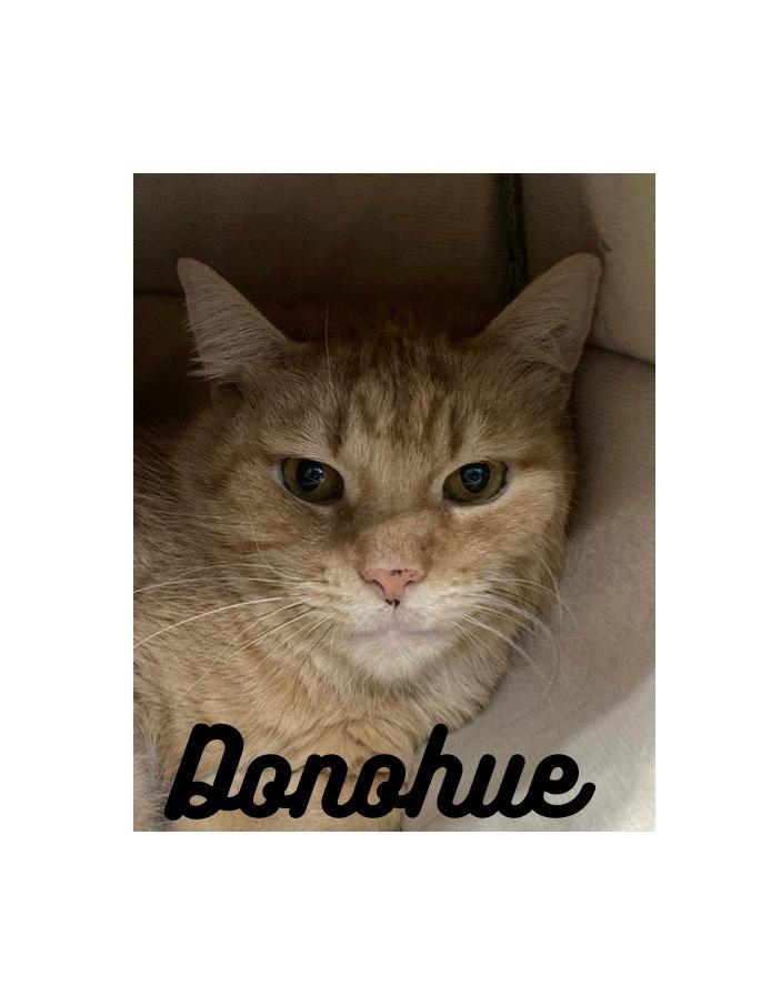 Donohue- LONG TERM 9*2*25, Adoptable, Adult Male Domestic Short Hair.
