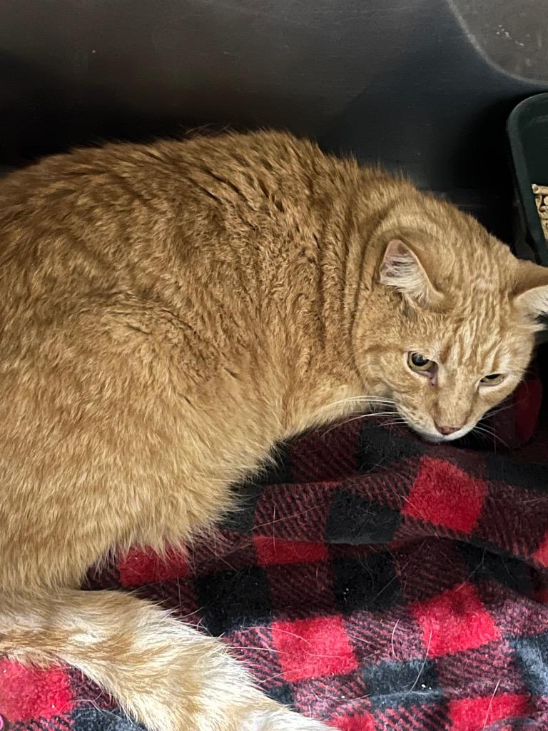 Enlarge Donohue- LONG TERM 9*2*25, a Adoptable mixed breed in Pierceton, IN image 2/4