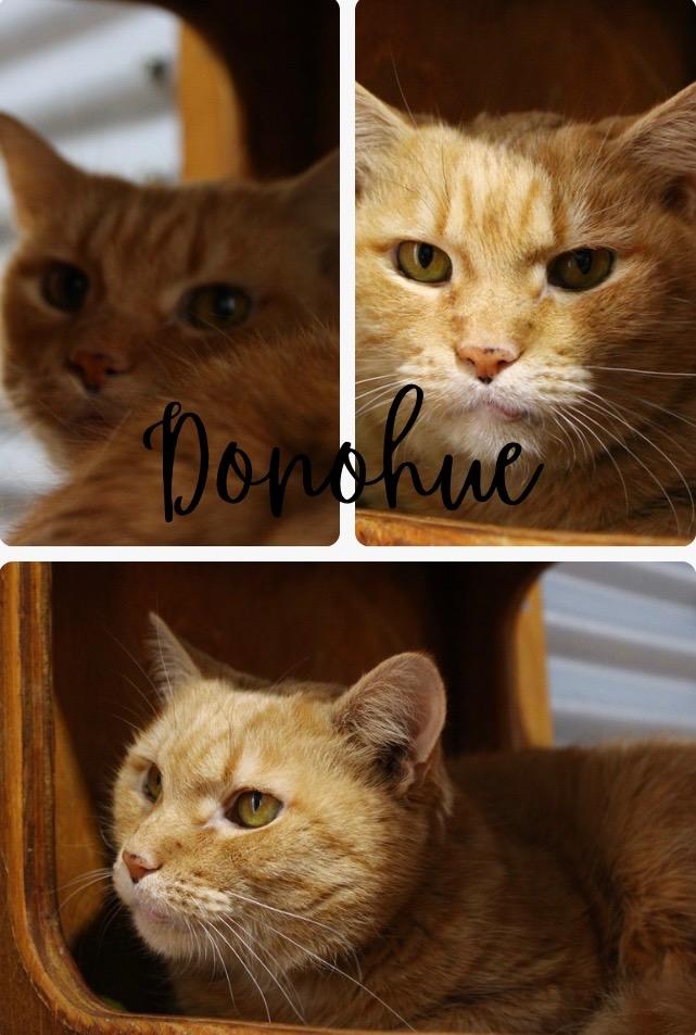 Enlarge Donohue- LONG TERM 9*2*25, a Adoptable mixed breed in Pierceton, IN image 3/4