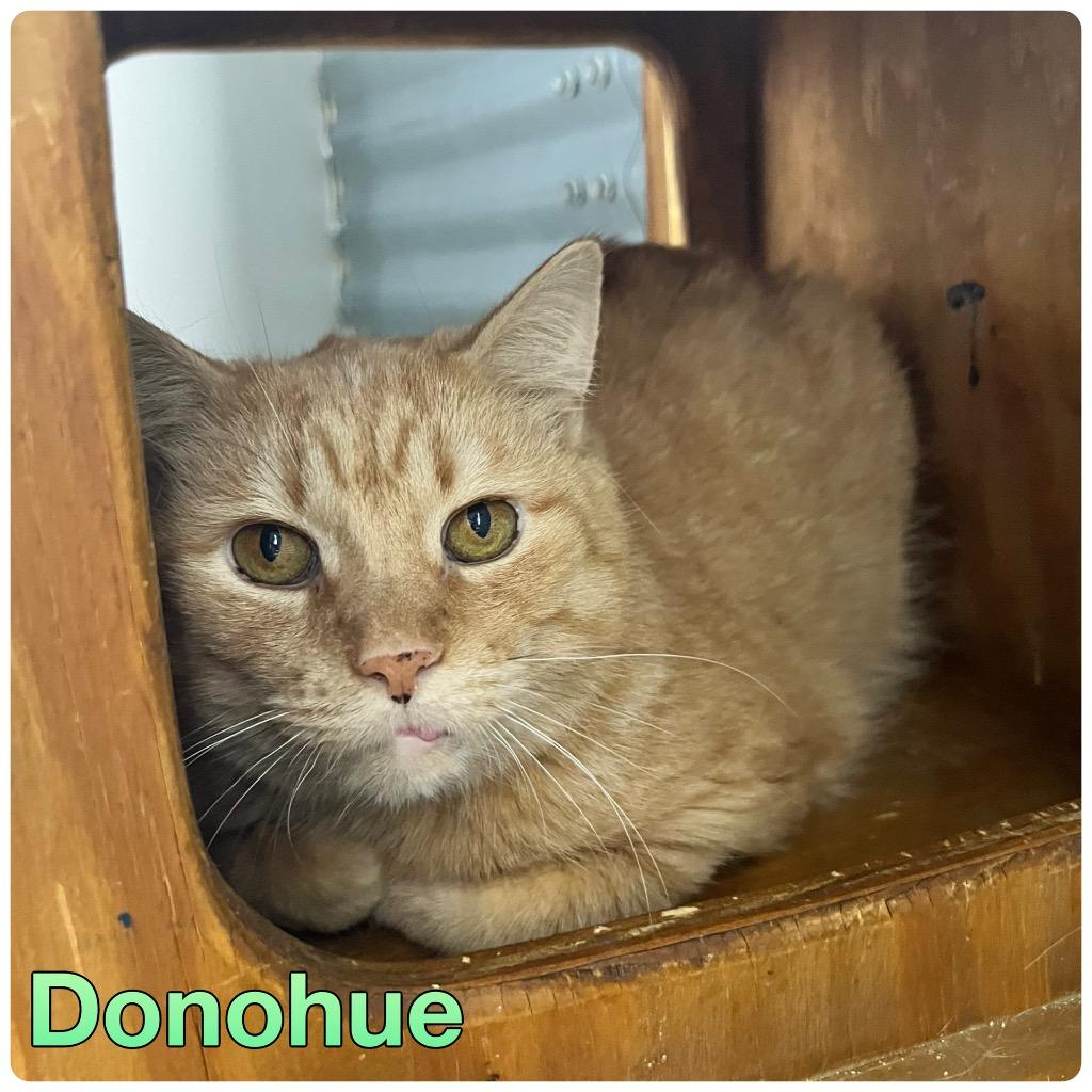 Enlarge Donohue- LONG TERM 9*2*25, a Adoptable mixed breed in Pierceton, IN image 4/4