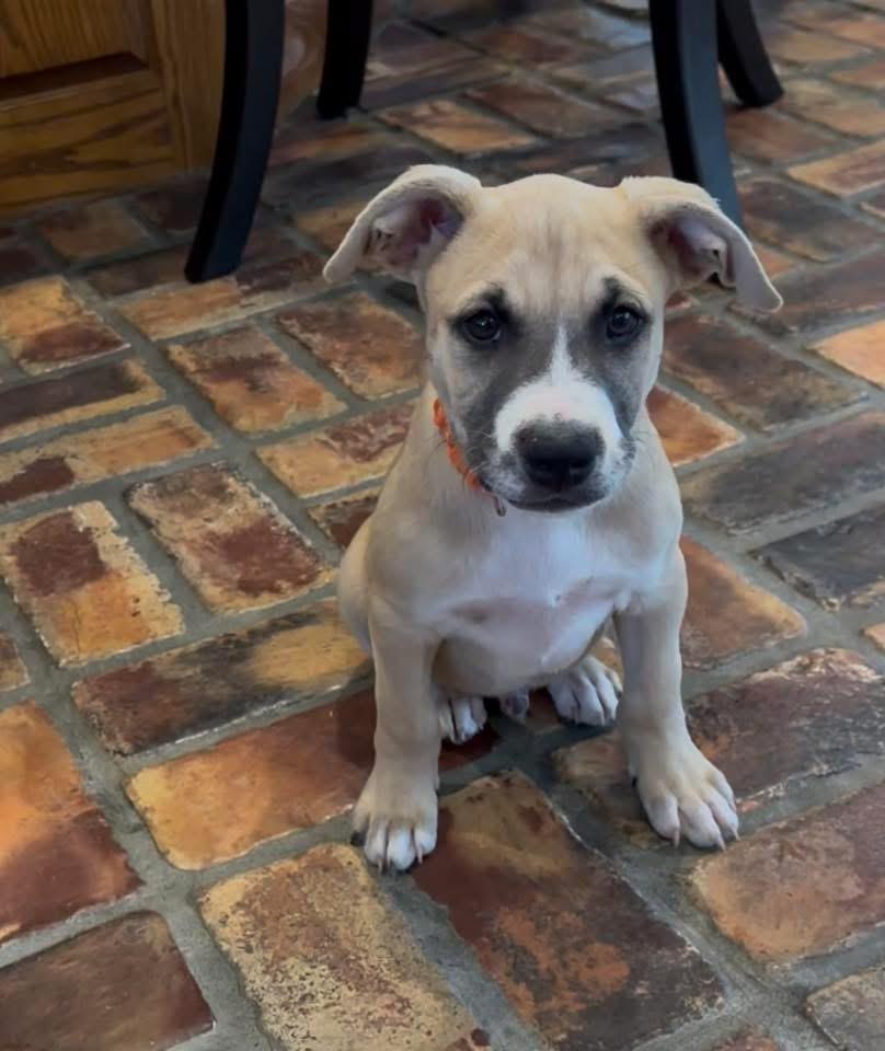 Jellybean thumbnail 2