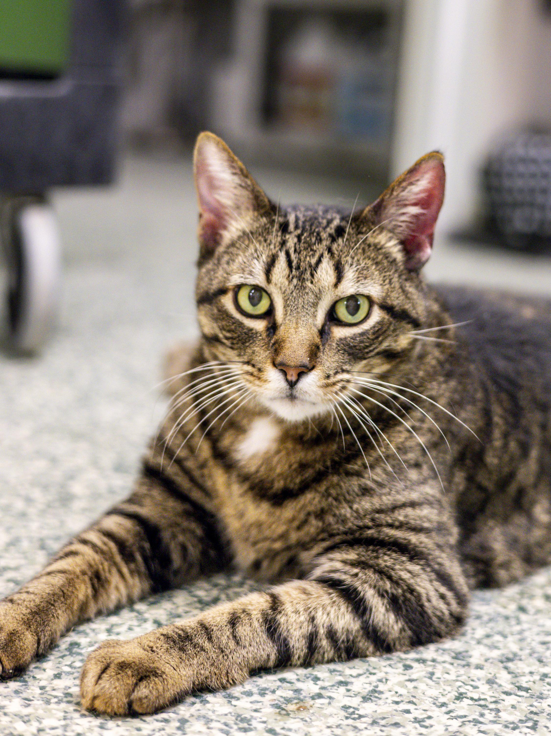 Toby and Taffy - Adoption Fee Sponsored!, adopted, Adult Male Domestic Short Hair.