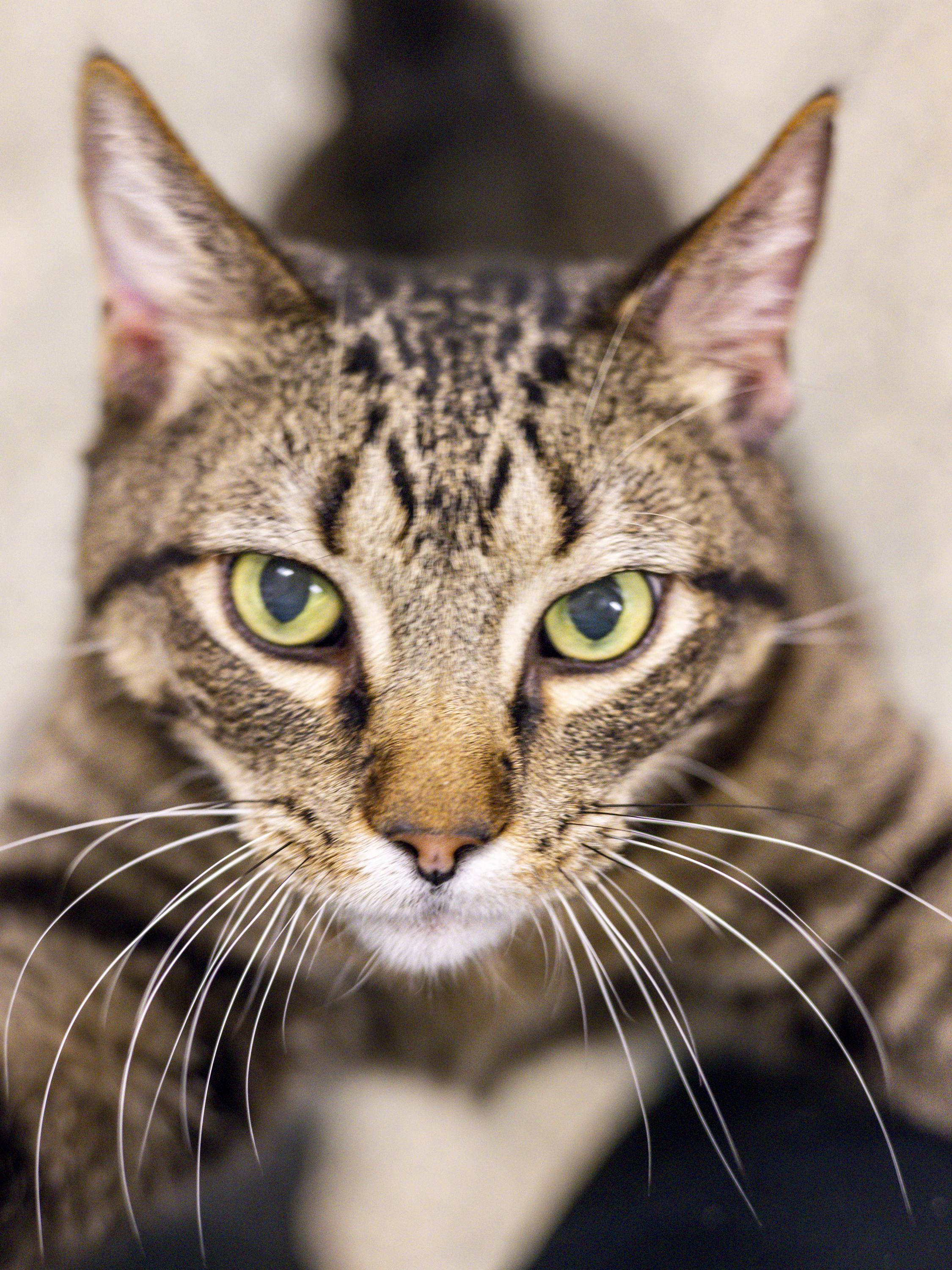 Enlarge Toby and Taffy - Adoption Fee Sponsored!, an adopted Domestic Short Hair in Richland Center, WI image 2/5