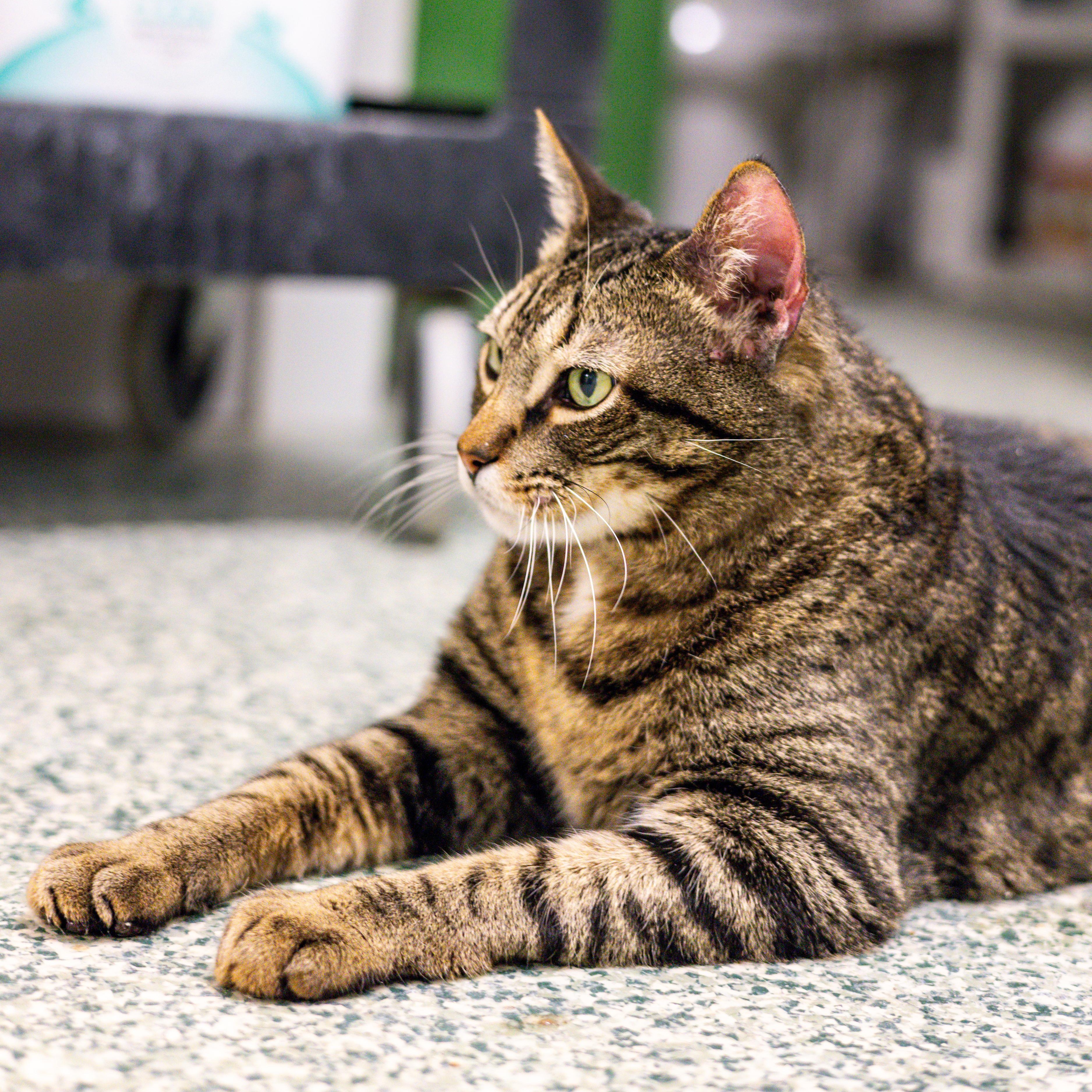 Enlarge Toby and Taffy - Adoption Fee Sponsored!, an adopted Domestic Short Hair in Richland Center, WI image 3/5