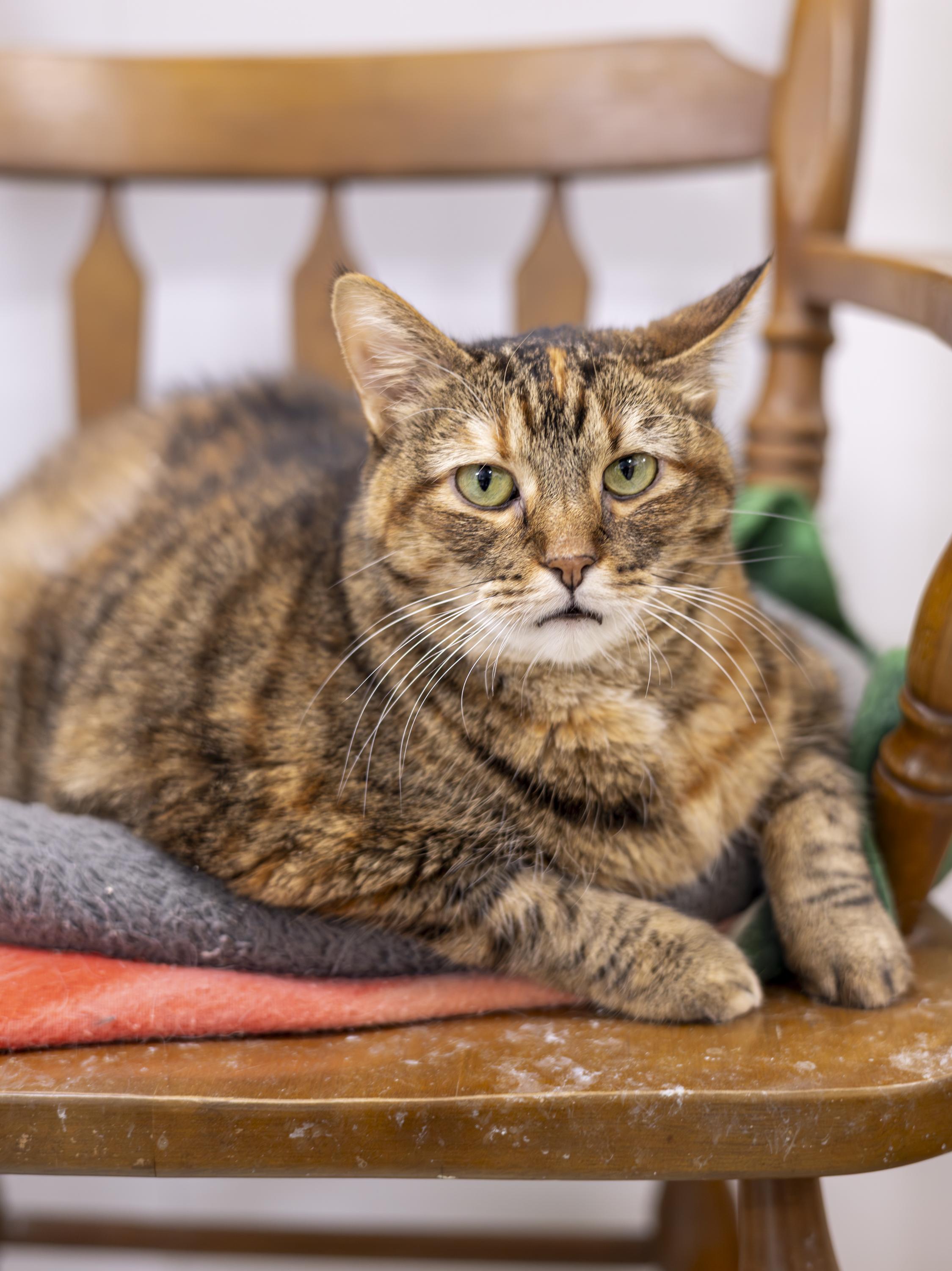 Enlarge Toby and Taffy - Adoption Fee Sponsored!, an adopted Domestic Short Hair in Richland Center, WI image 5/5