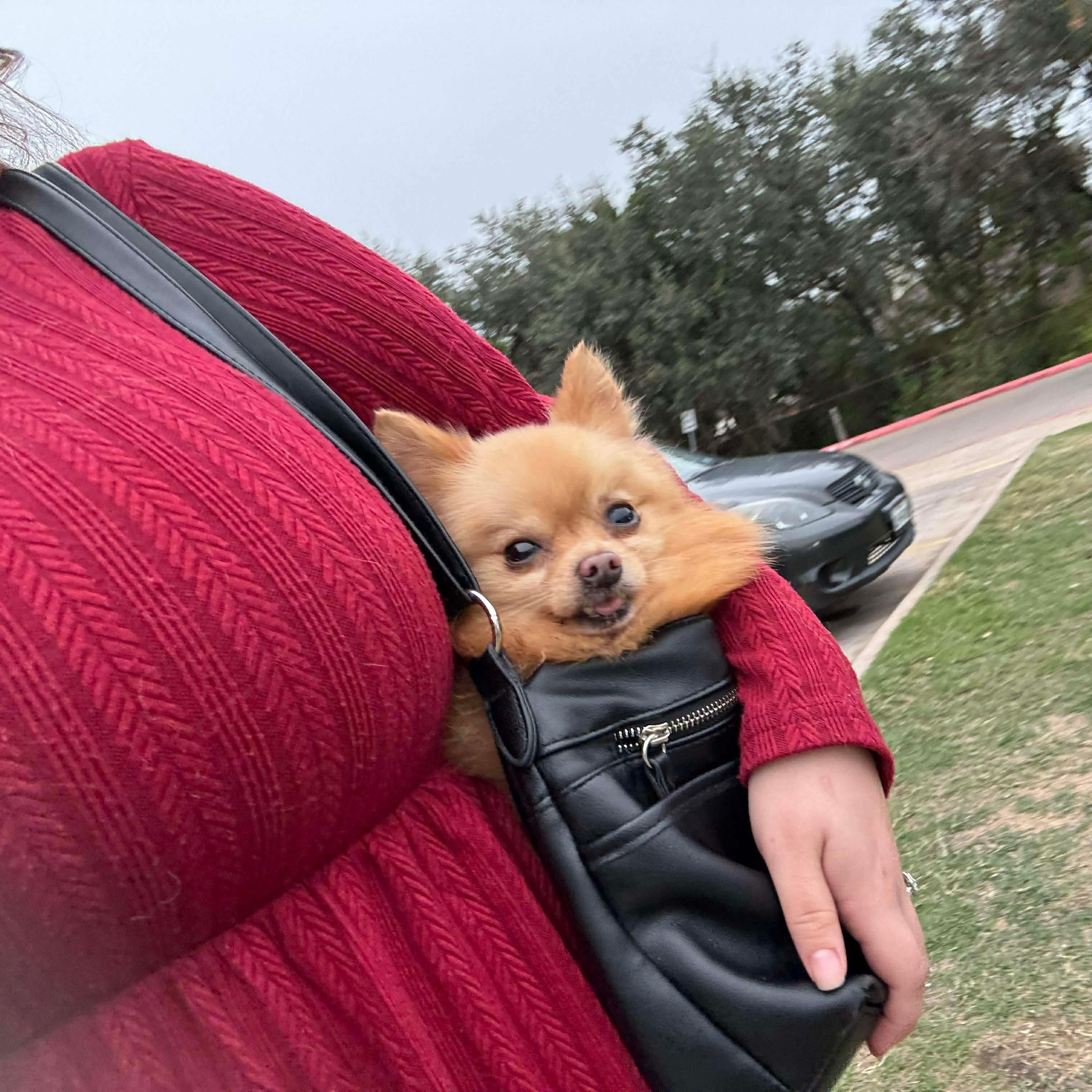 Gizmo — thumbnail 2