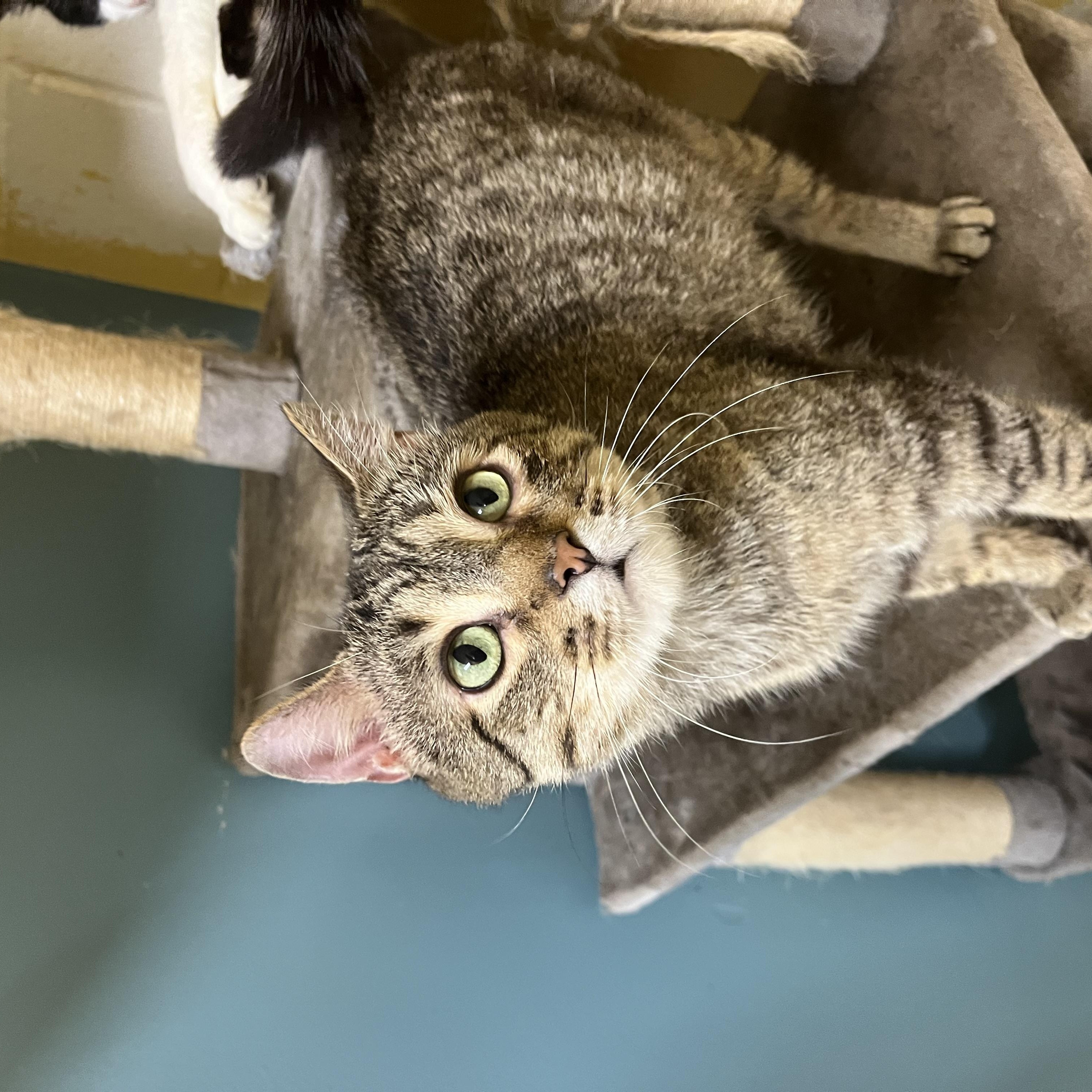 Enlarge Karvey Krav, an adopted Domestic Short Hair in Austin, TX image 1/6