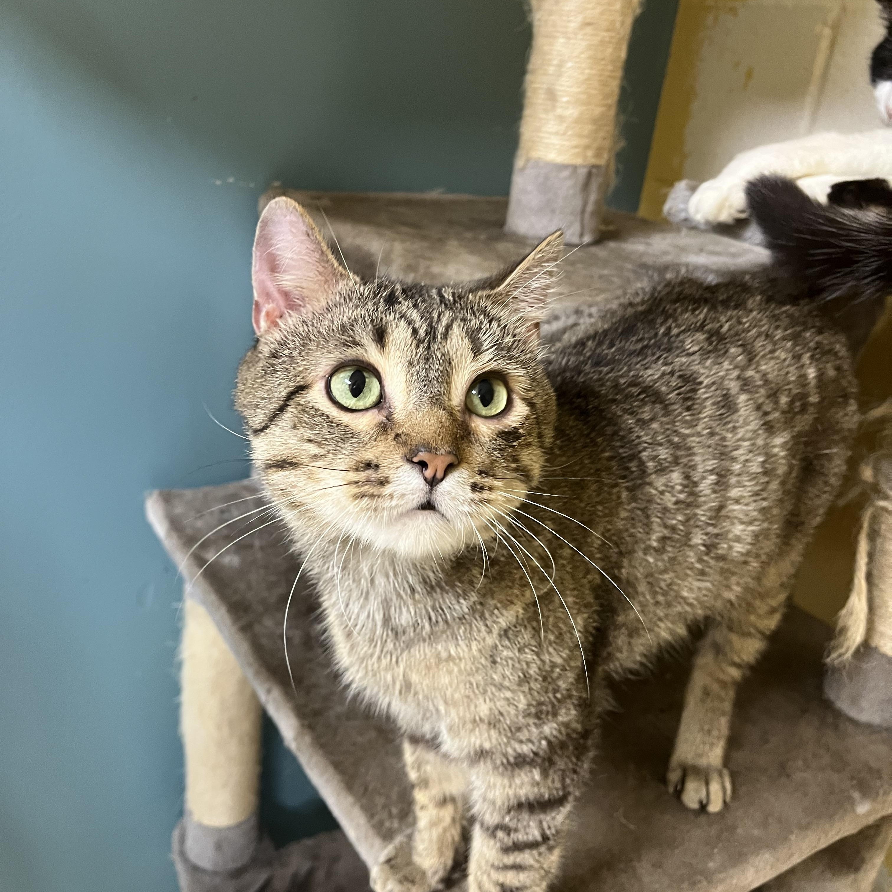 Enlarge Karvey Krav, an adopted Domestic Short Hair in Austin, TX image 2/6