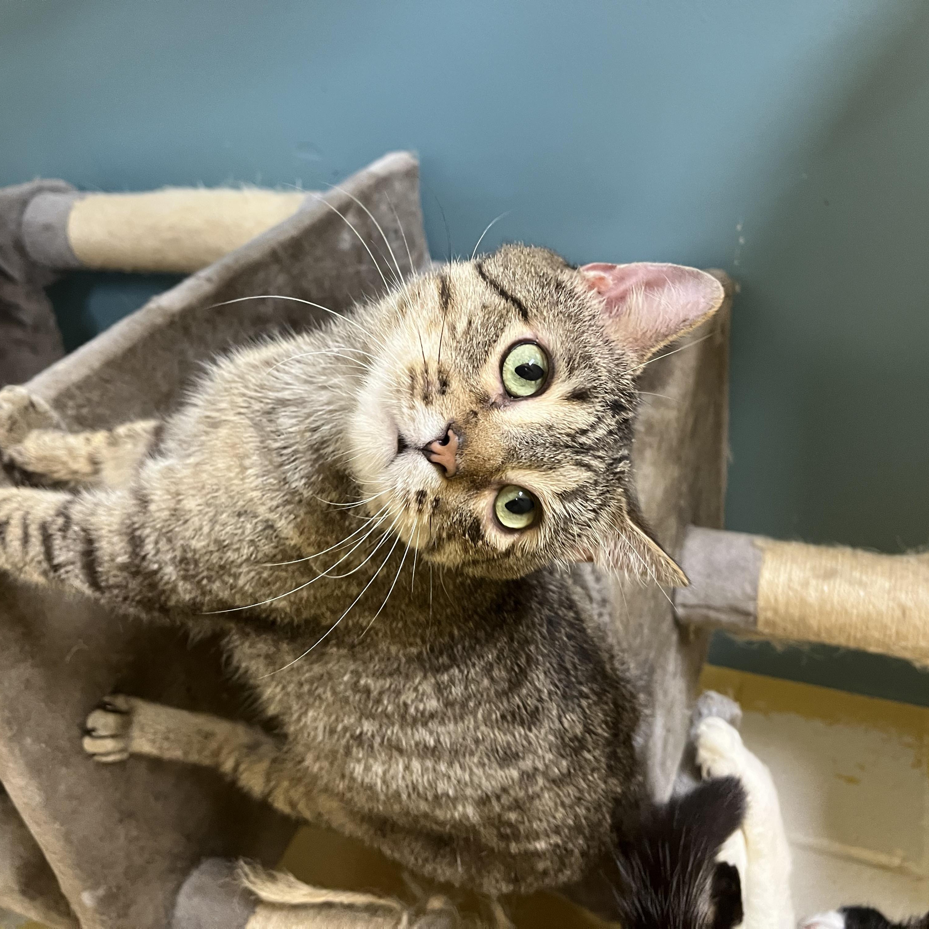 Enlarge Karvey Krav, an adopted Domestic Short Hair in Austin, TX image 3/6