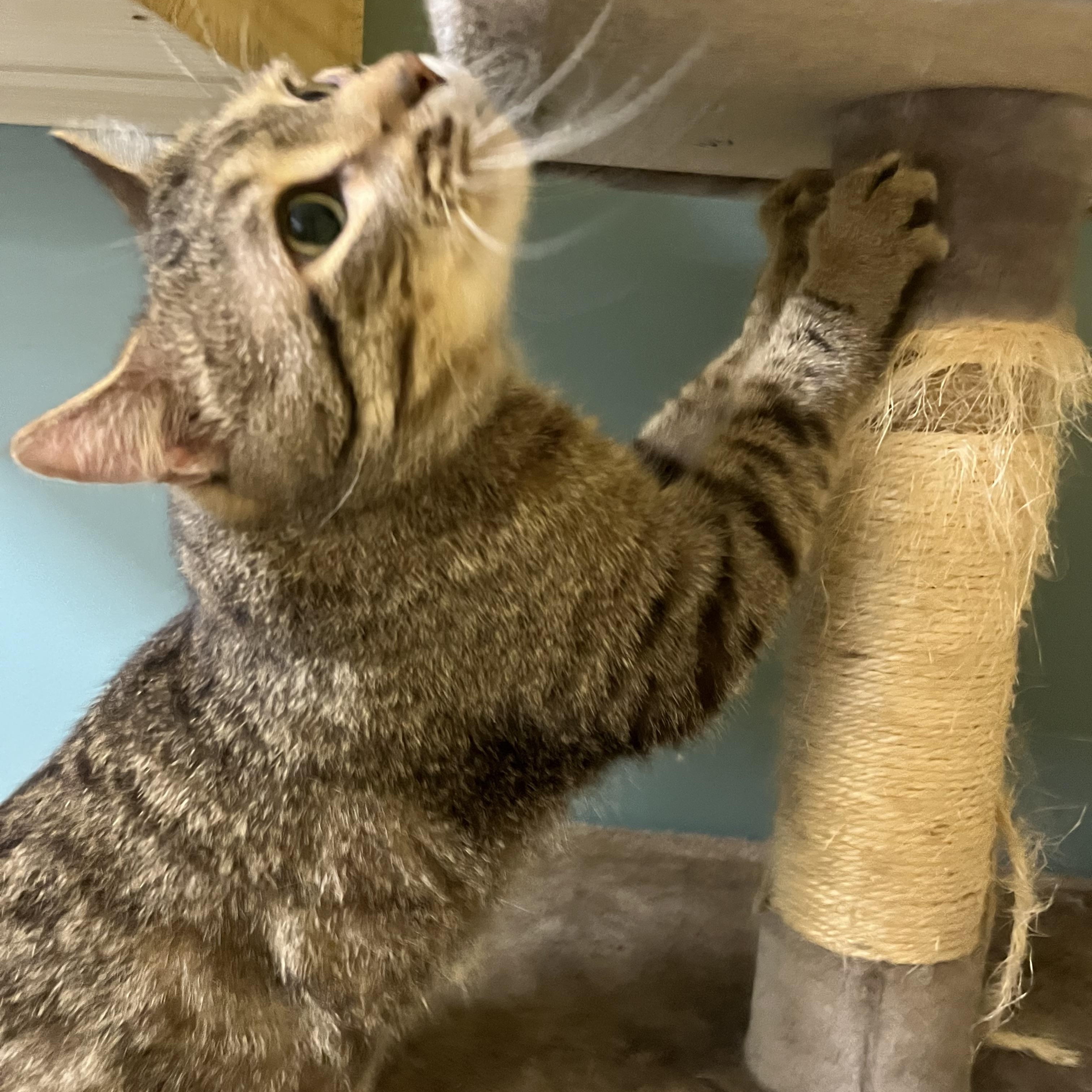 Enlarge Karvey Krav, an adopted Domestic Short Hair in Austin, TX image 4/6