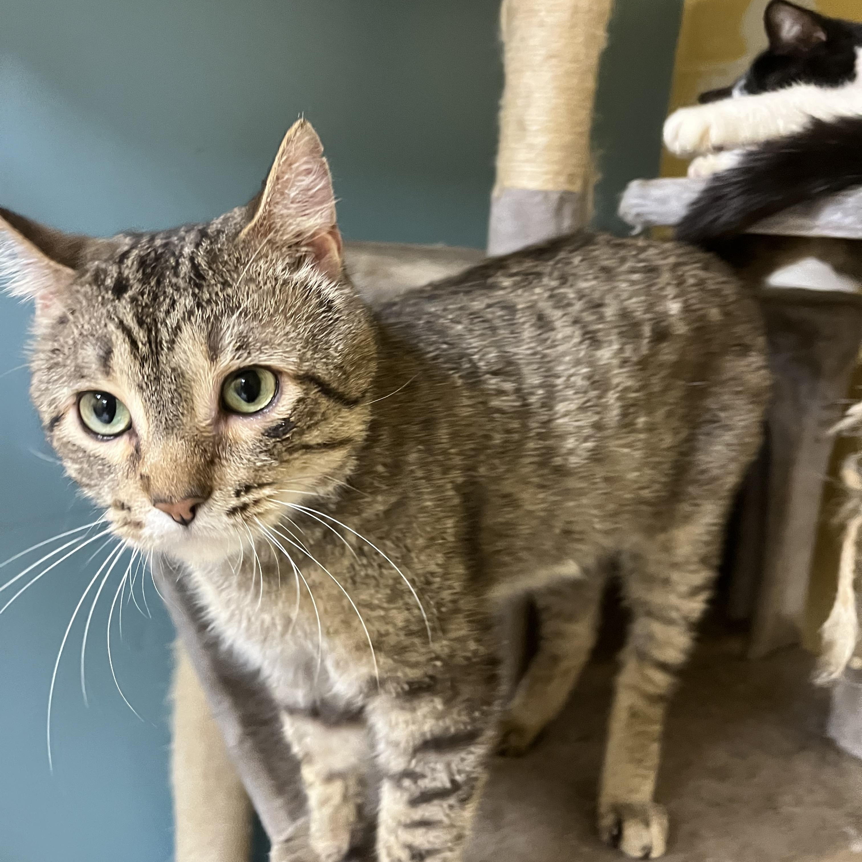 Enlarge Karvey Krav, an adopted Domestic Short Hair in Austin, TX image 5/6