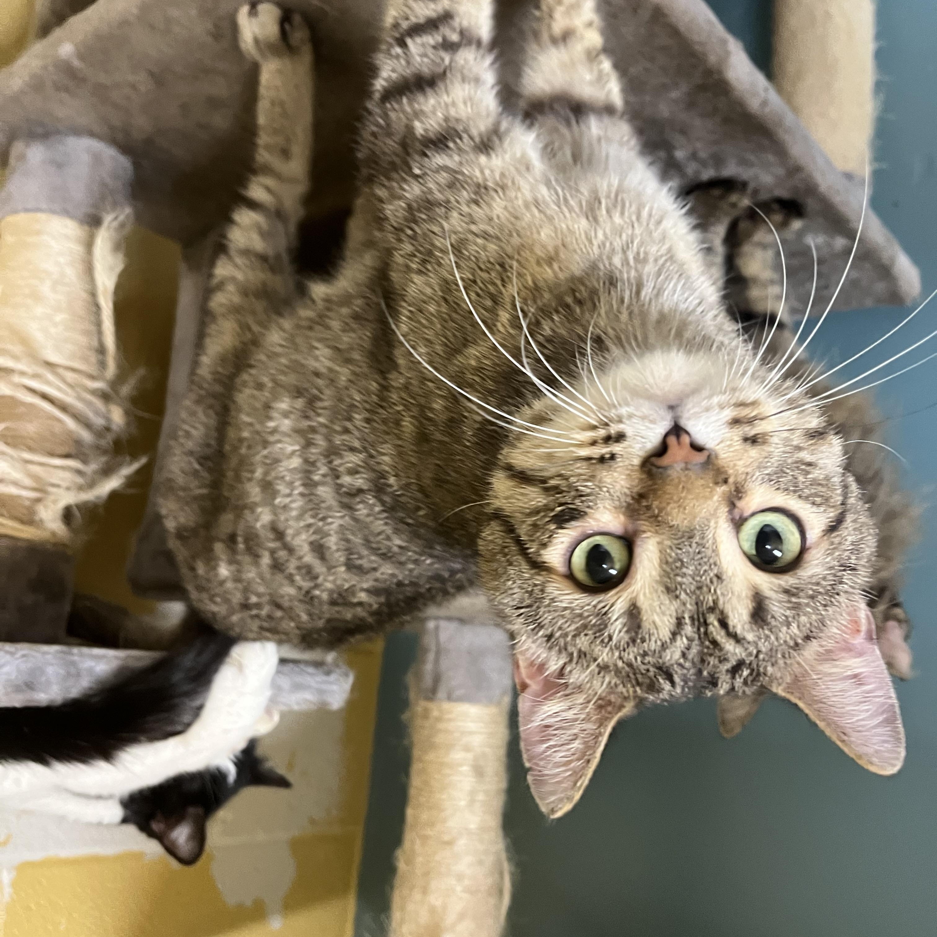 Enlarge Karvey Krav, an adopted Domestic Short Hair in Austin, TX image 6/6