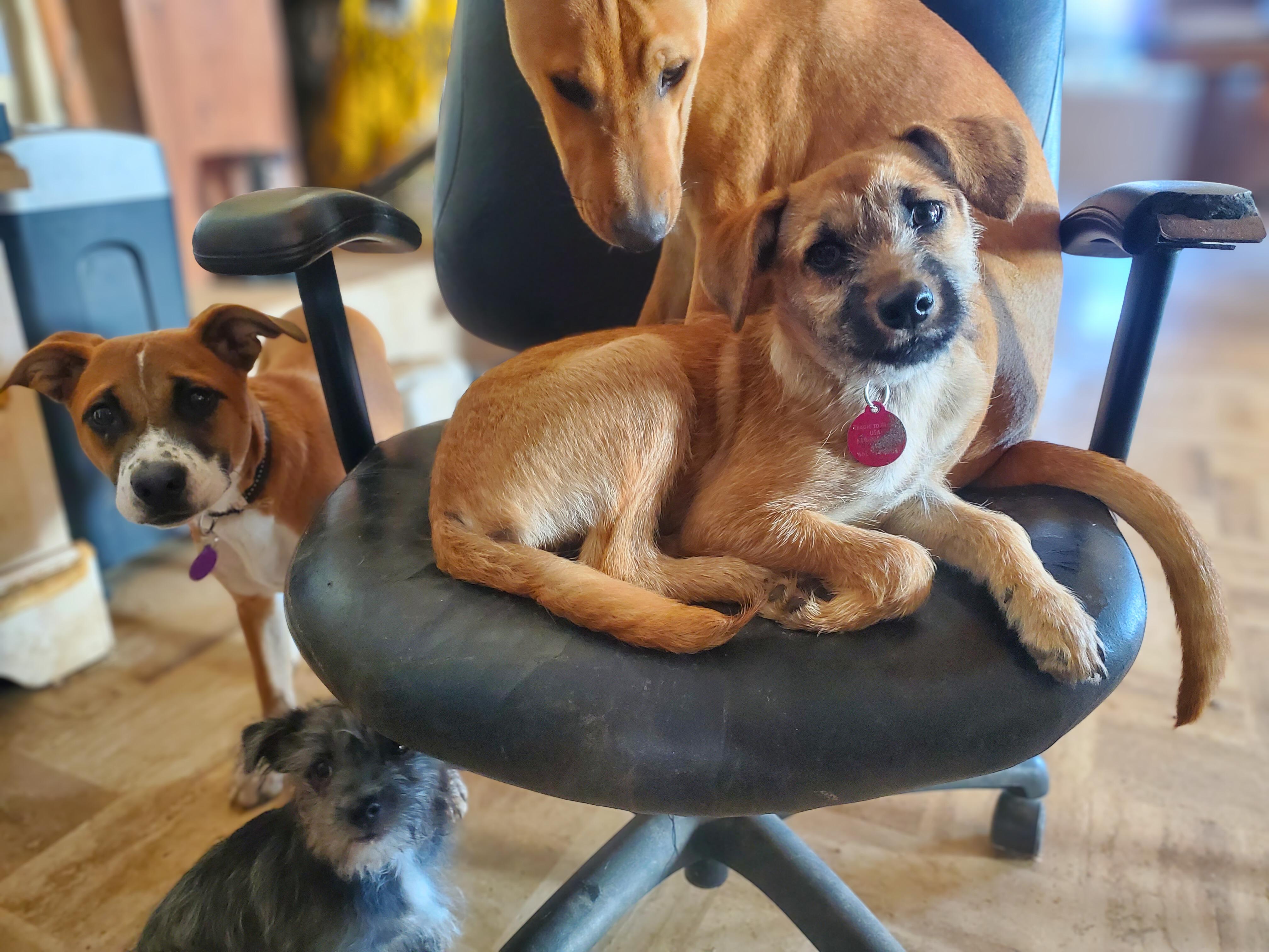 Pecan Sandy , a ADOPTABLE mixed breed in Encinitas, CA image 5/6