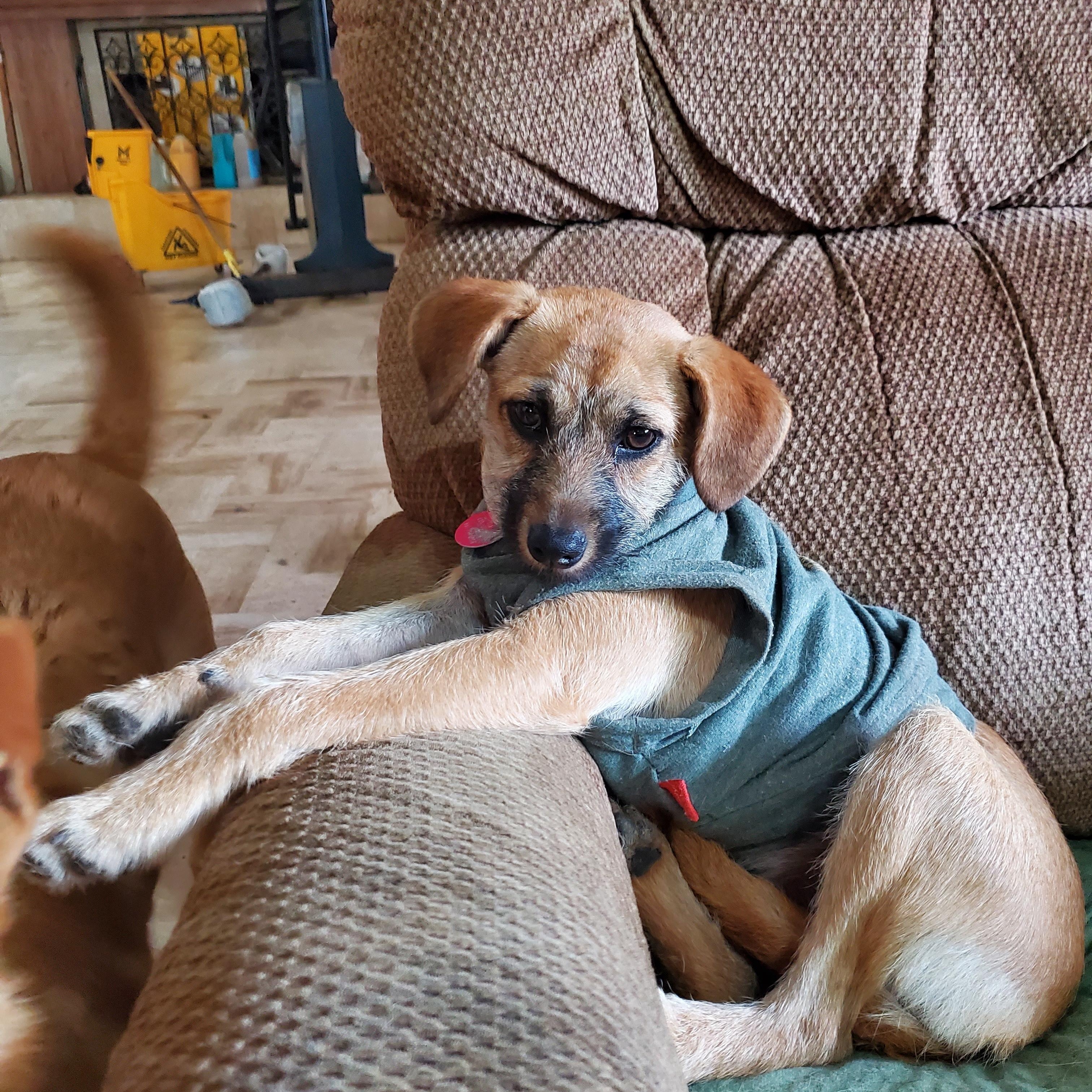 Pecan Sandy , a ADOPTABLE mixed breed in Encinitas, CA image 6/6