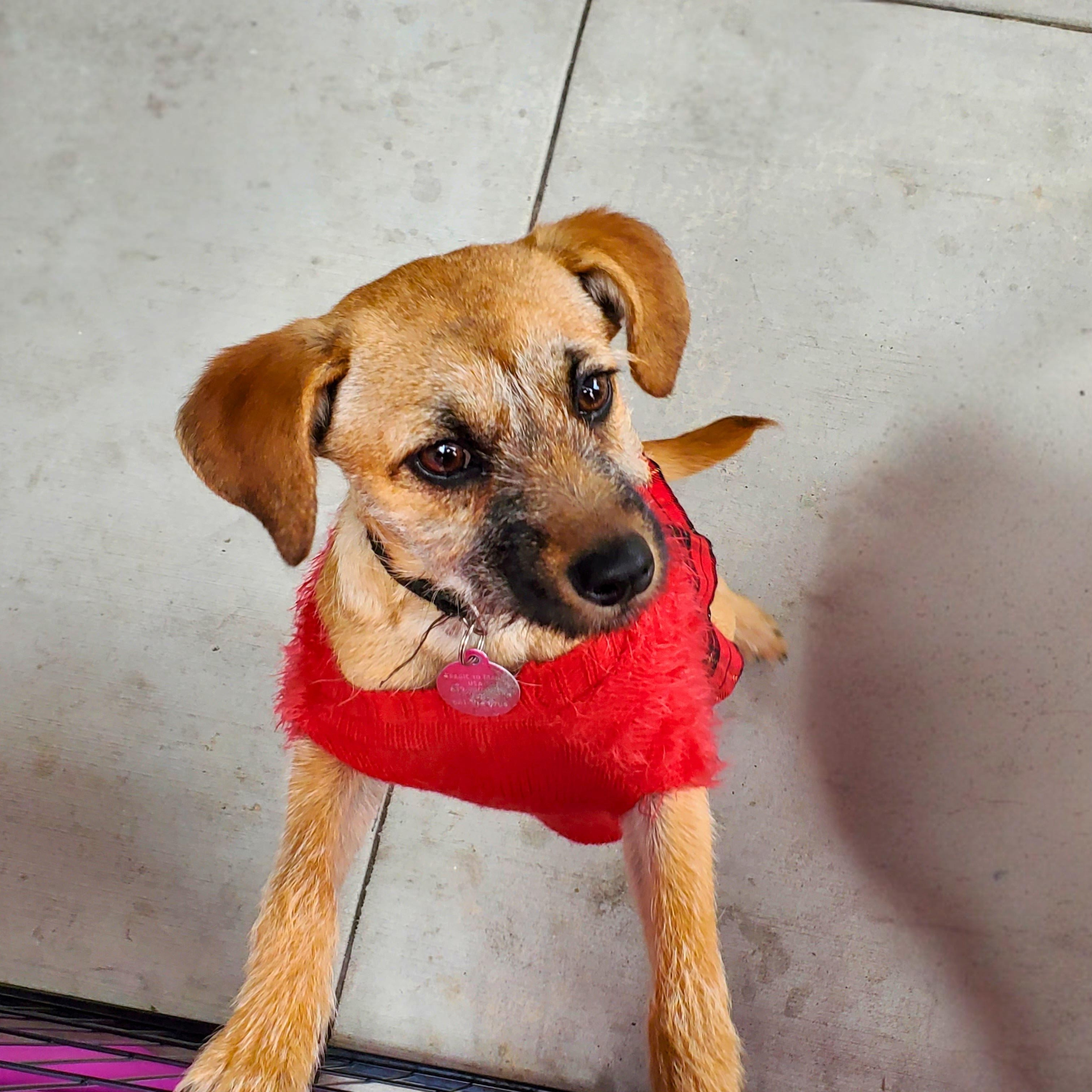Pecan Sandy , a ADOPTABLE mixed breed in Encinitas, CA image 2/6