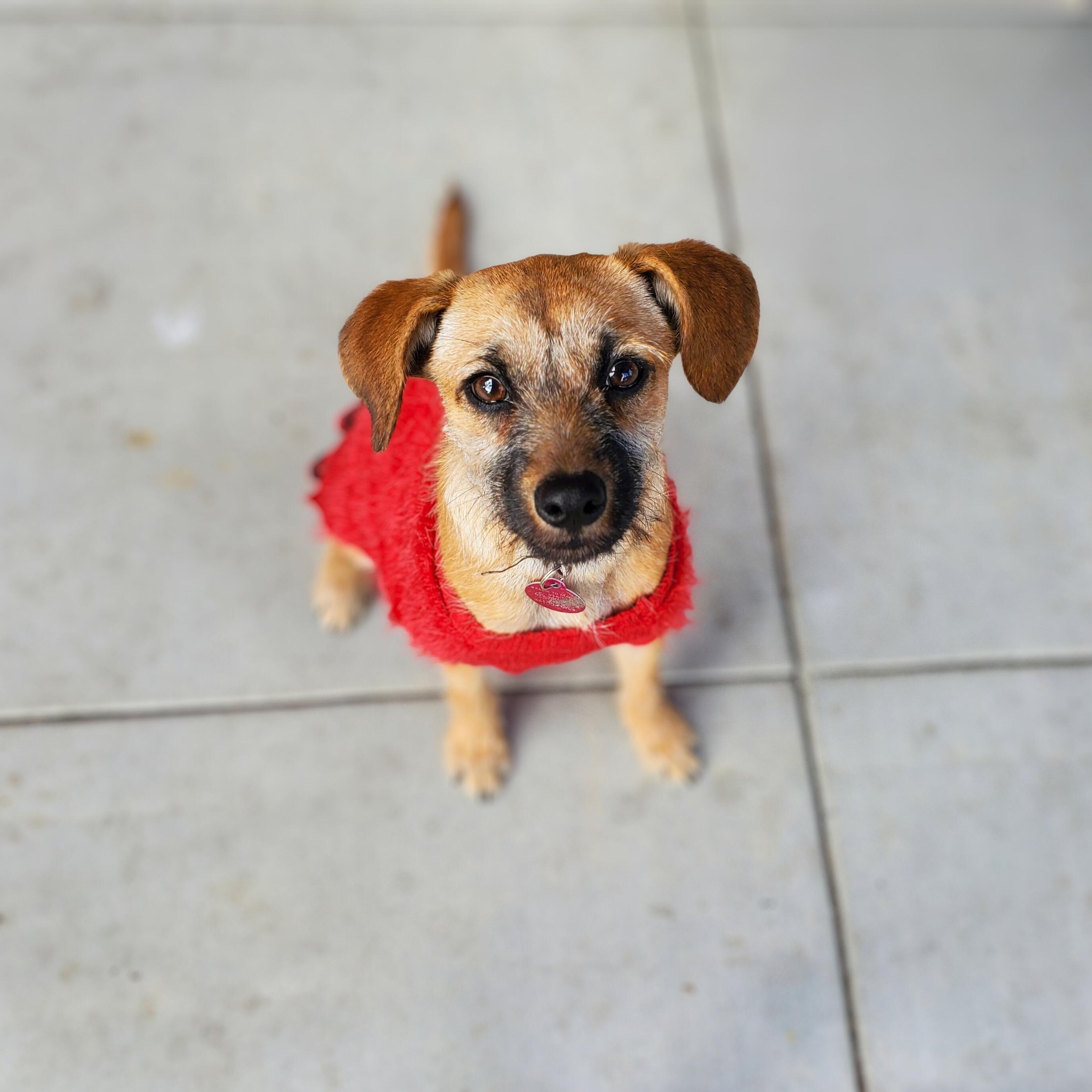 Pecan Sandy , a ADOPTABLE mixed breed in Encinitas, CA image 1/6