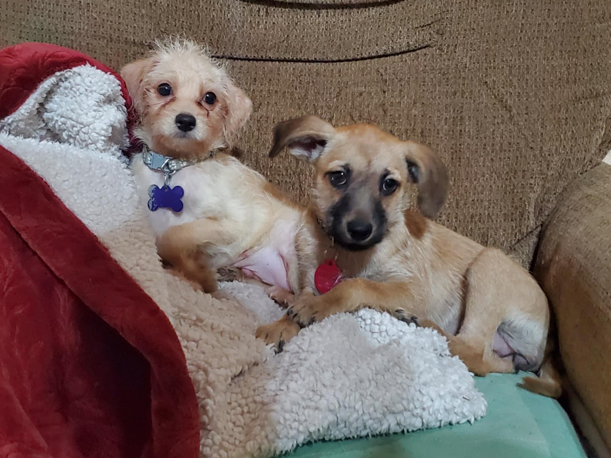 Pecan Sandy , a ADOPTABLE mixed breed in Encinitas, CA image 4/6