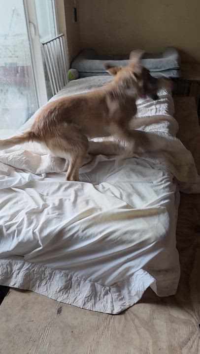 Enlarge Pecan Sandy , an adoptable mixed breed in Encinitas, CA video 6/6