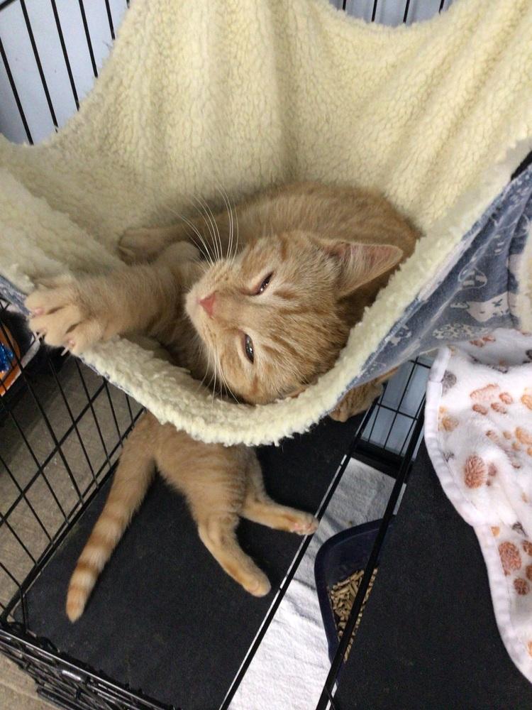 Pickles, Adoptable, Young Male Domestic Short Hair.