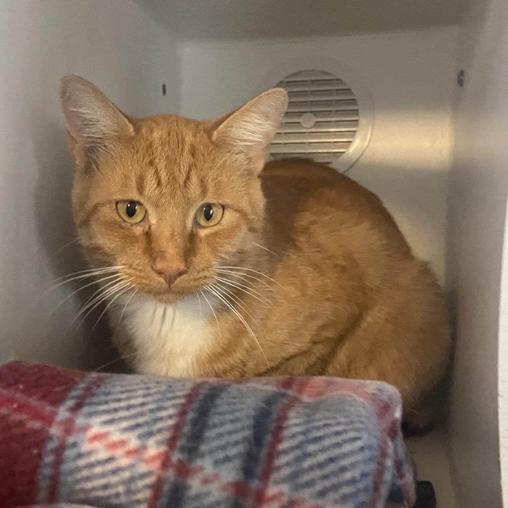 Enlarge Garfield, a Adopted Domestic Short Hair in Prescott, AZ image 1/4