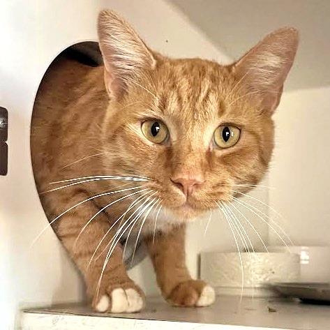 Enlarge Garfield, a Adopted Domestic Short Hair in Prescott, AZ image 2/4