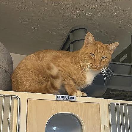 Enlarge Garfield, a Adopted Domestic Short Hair in Prescott, AZ image 3/4