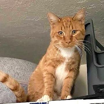 Enlarge Garfield, a Adopted Domestic Short Hair in Prescott, AZ image 4/4