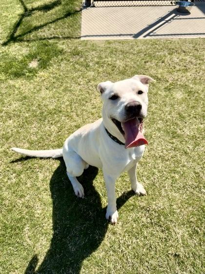 Marty, Adoptable, Adult Male Labrador Retriever & Mixed Breed.
