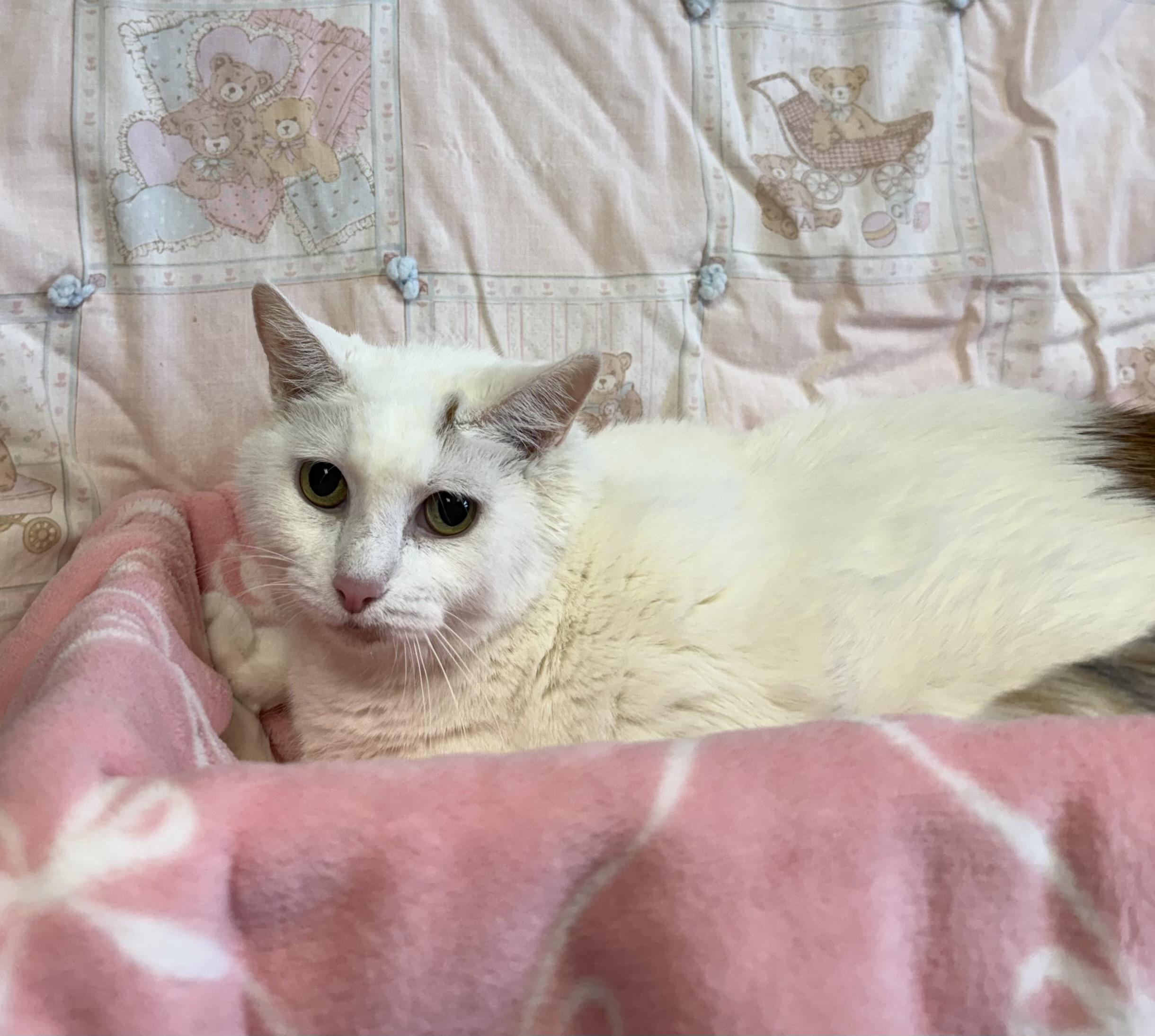 Enlarge Eliza (Bonded to Nina), a Adoptable Domestic Short Hair in Archbold , OH image 1/1