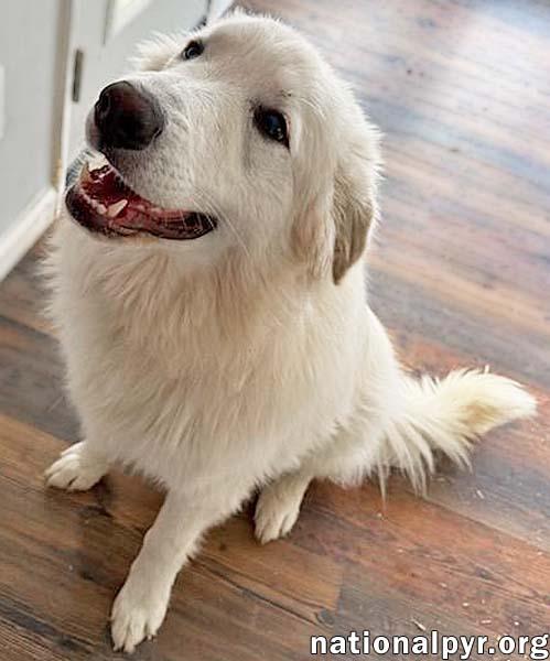 Enlarge Sapphire in CT - A Bundle of Fun!, a Adoptable Great Pyrenees in Milford, CT image 2/4
