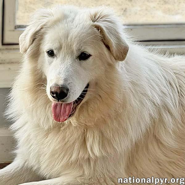 Enlarge Sapphire in CT - A Bundle of Fun!, a Adoptable Great Pyrenees in Milford, CT image 1/4