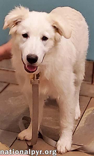 Sapphire in KY - A Bundle of Fun!