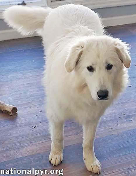 Enlarge Sapphire in CT - A Bundle of Fun!, a Adoptable Great Pyrenees in Milford, CT image 3/4