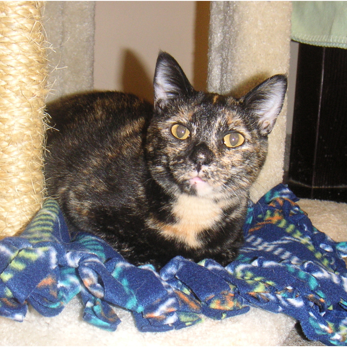 Enlarge Ginger, a Adoptable Domestic Short Hair in Arlington Heights, IL image 1/1