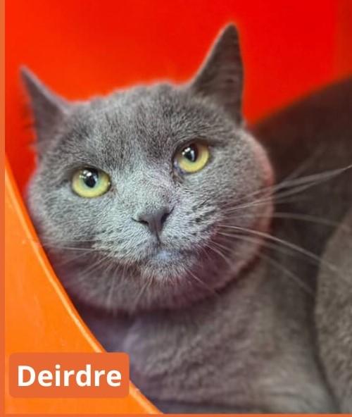 Enlarge Deirdre, a Adoptable Domestic Short Hair in New Haven, CT image 1/2
