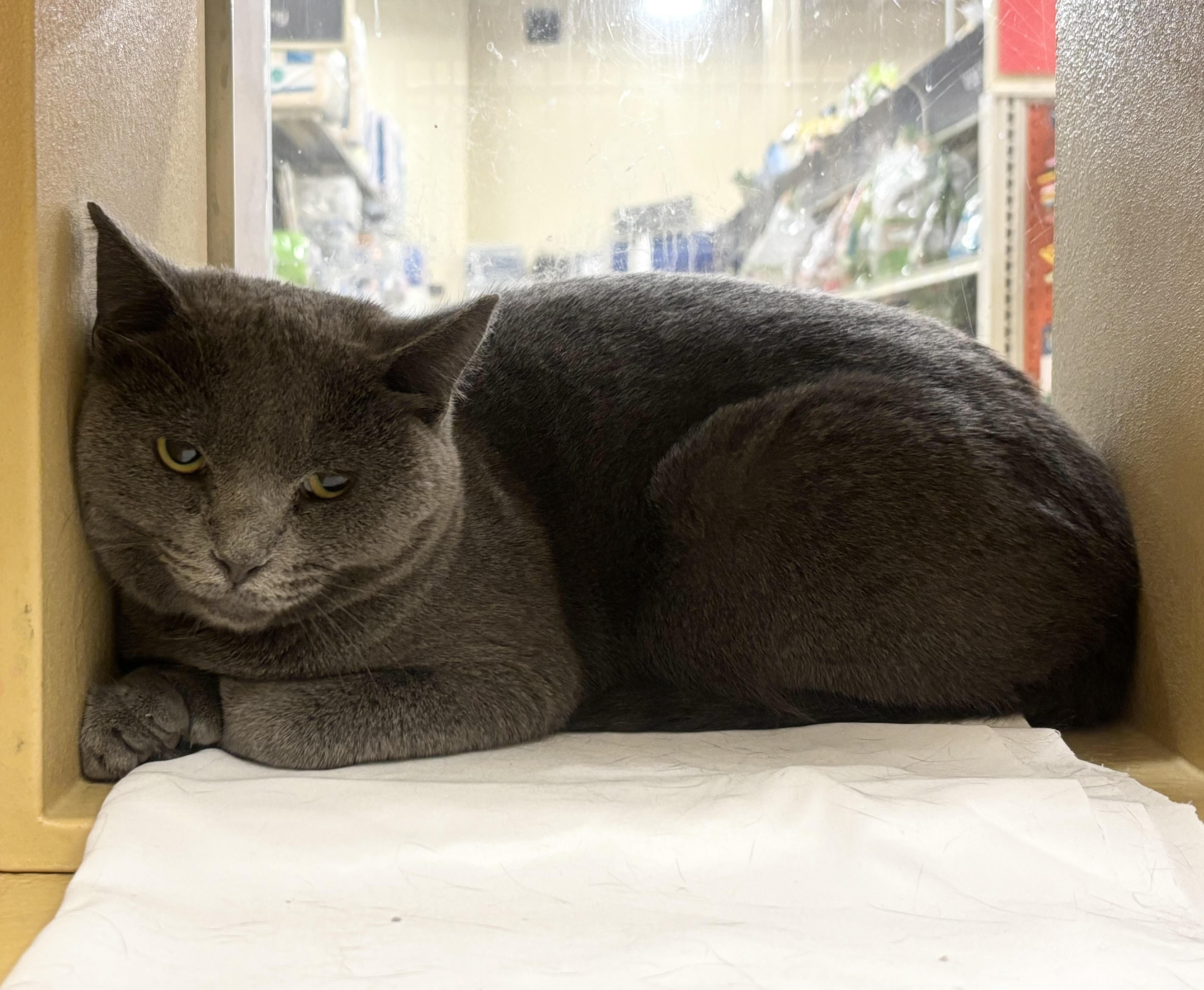 Deirdre, Adoptable, Young Female Domestic Short Hair.