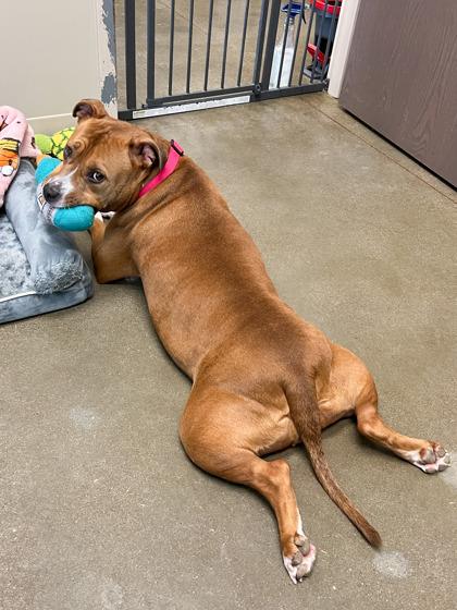 Tiki — thumbnail 2