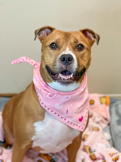 Tiki — thumbnail 3