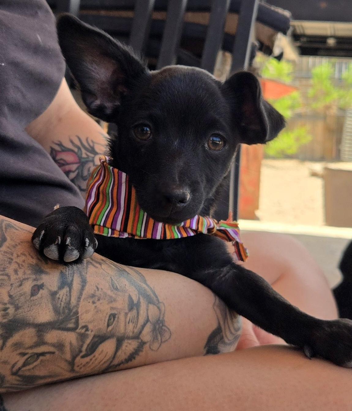 **PEANUT