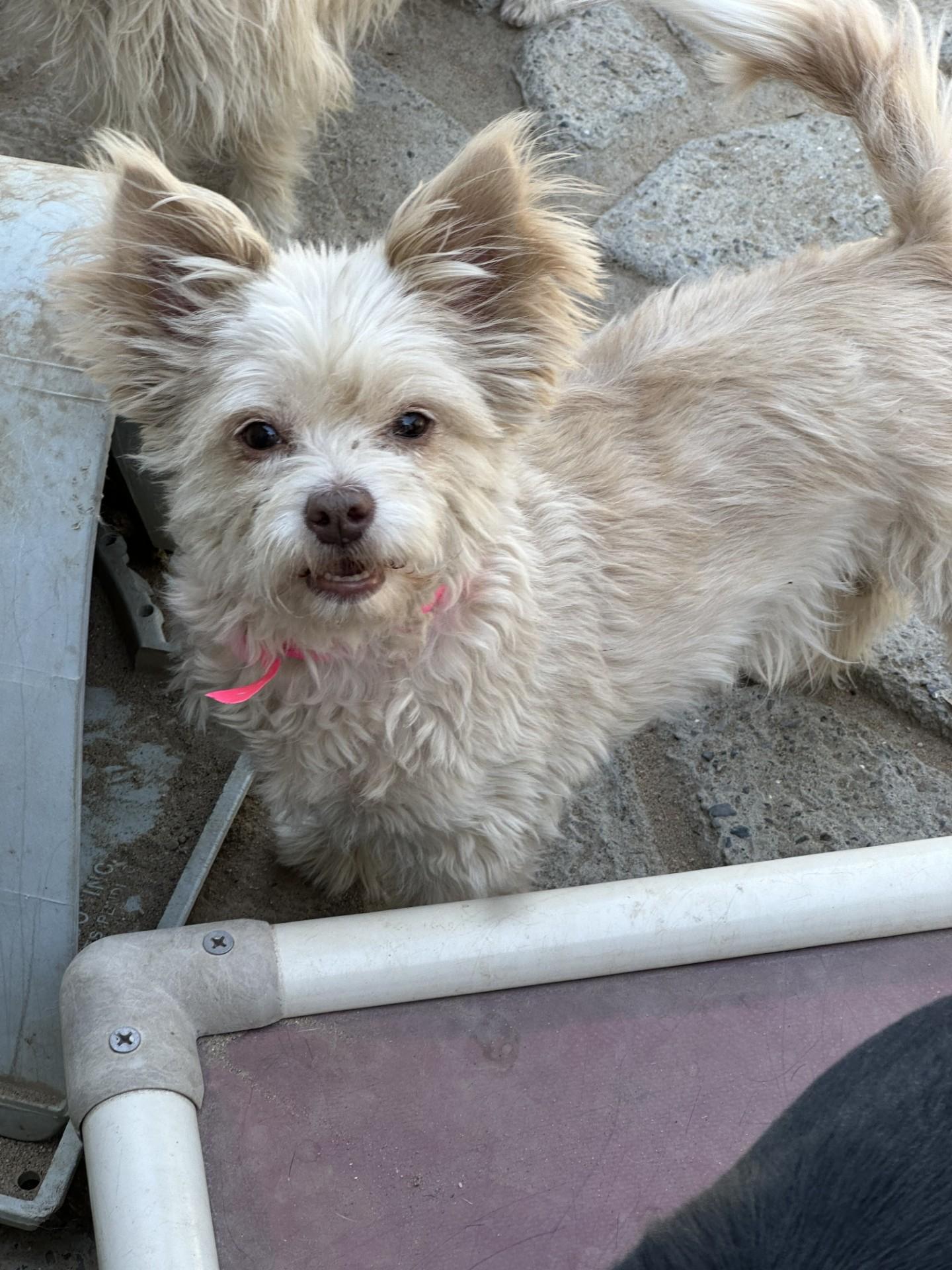 SNOWY, Adult Female unknown