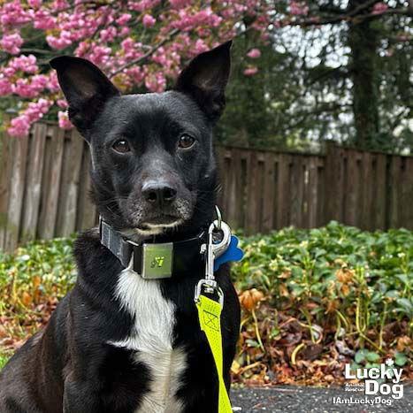 Enlarge Abbott, a Adopted mixed breed in Washington, DC image 1/3