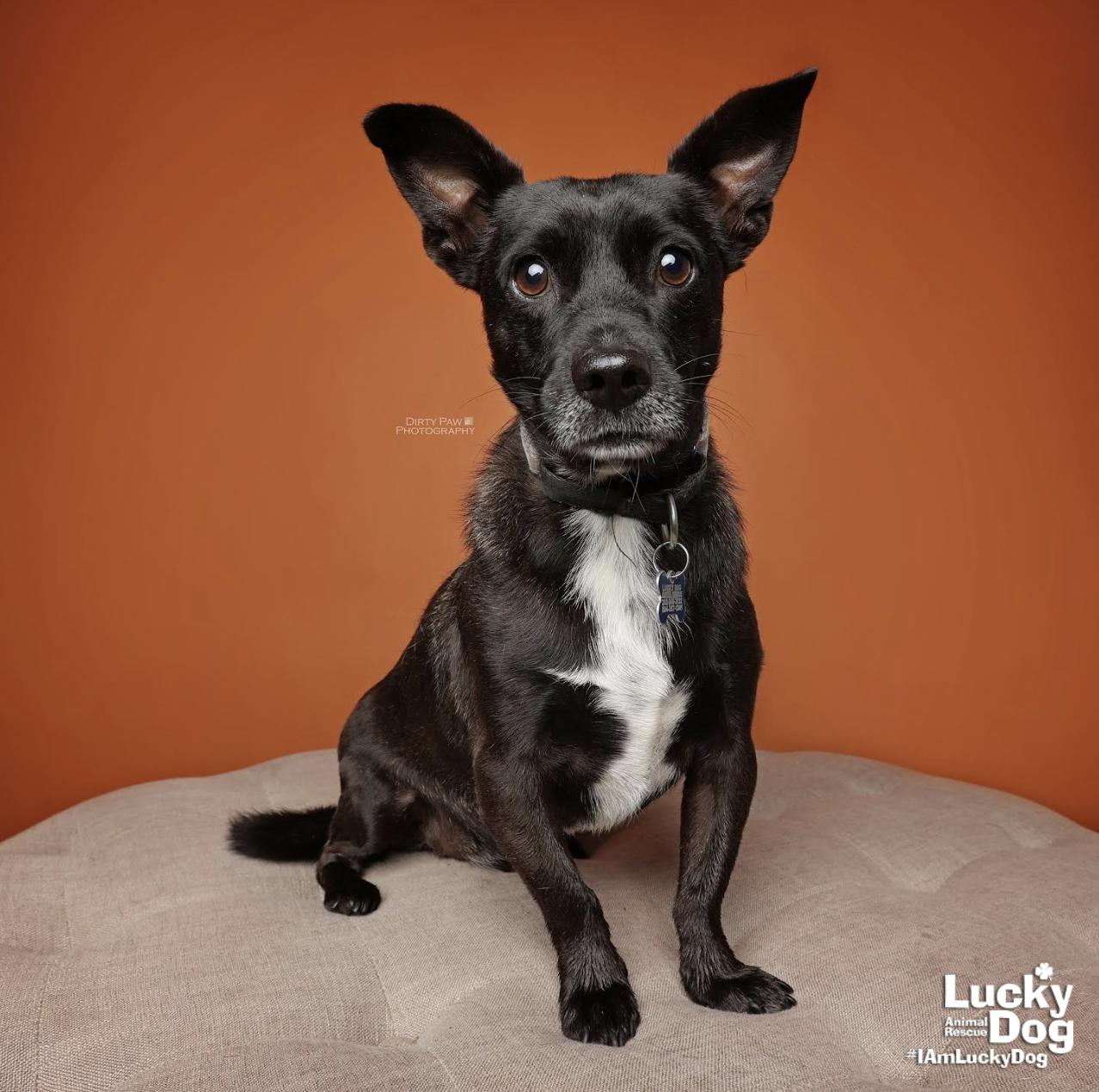 Enlarge Abbott, a Adopted mixed breed in Washington, DC image 2/3