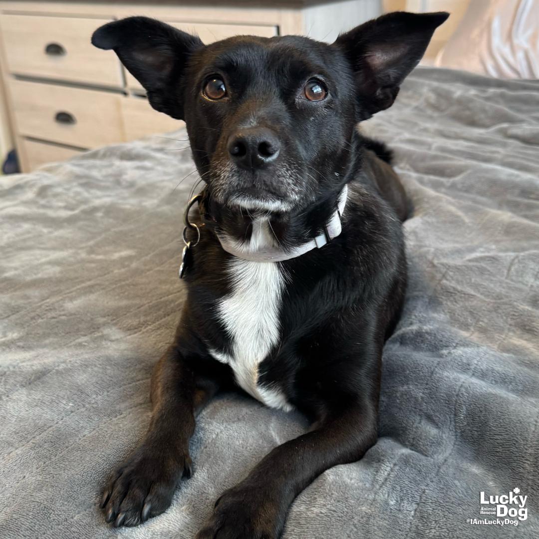 Enlarge Abbott, a Adopted mixed breed in Washington, DC image 3/3